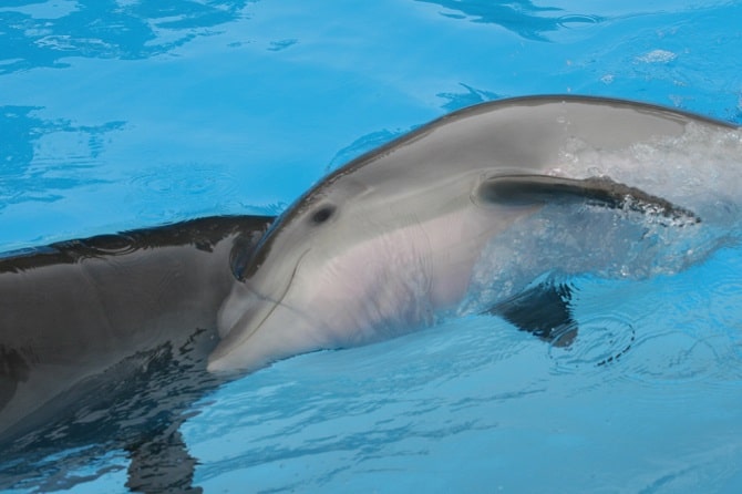 Baby Delphin