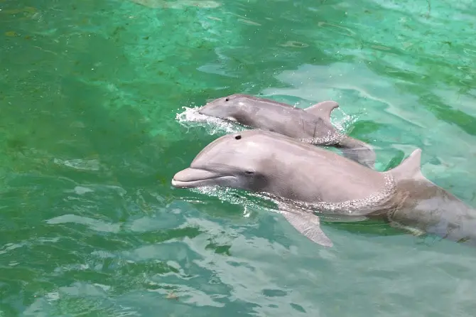 Baby Dolphins