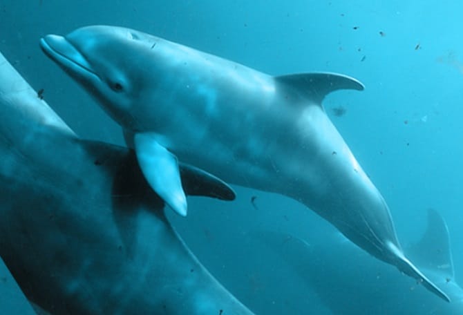 Baby Dolphins