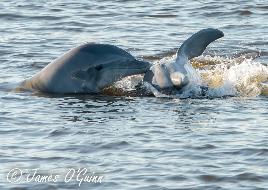 Baby Dolphins