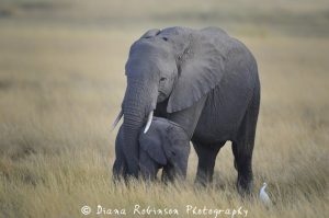 Heavy And Adorable Baby Elephants