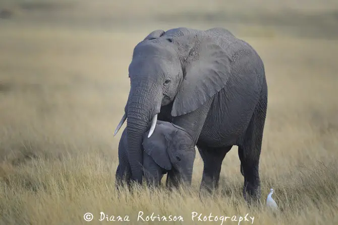 Baby Elephants