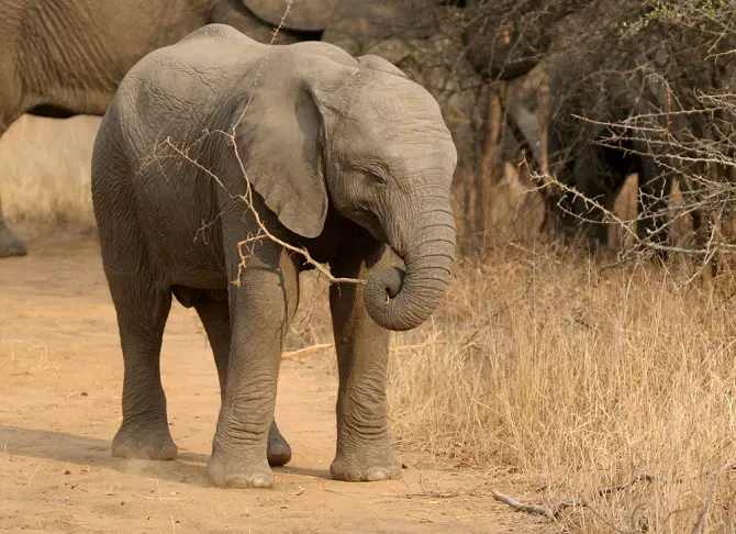 Baby Elephants