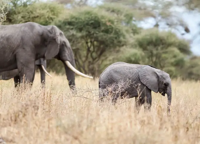 Baby Elephants