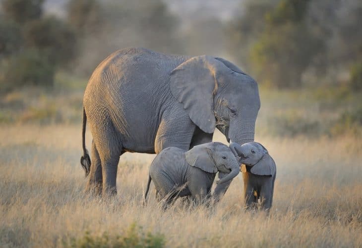 Heavy And Adorable Baby Elephants