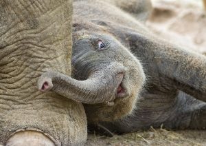 Heavy And Adorable Baby Elephants