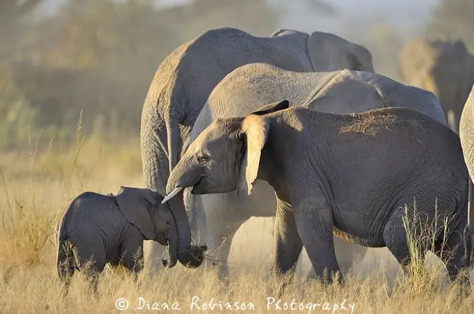 Baby Elephants