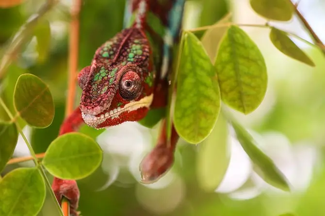 Chameleon