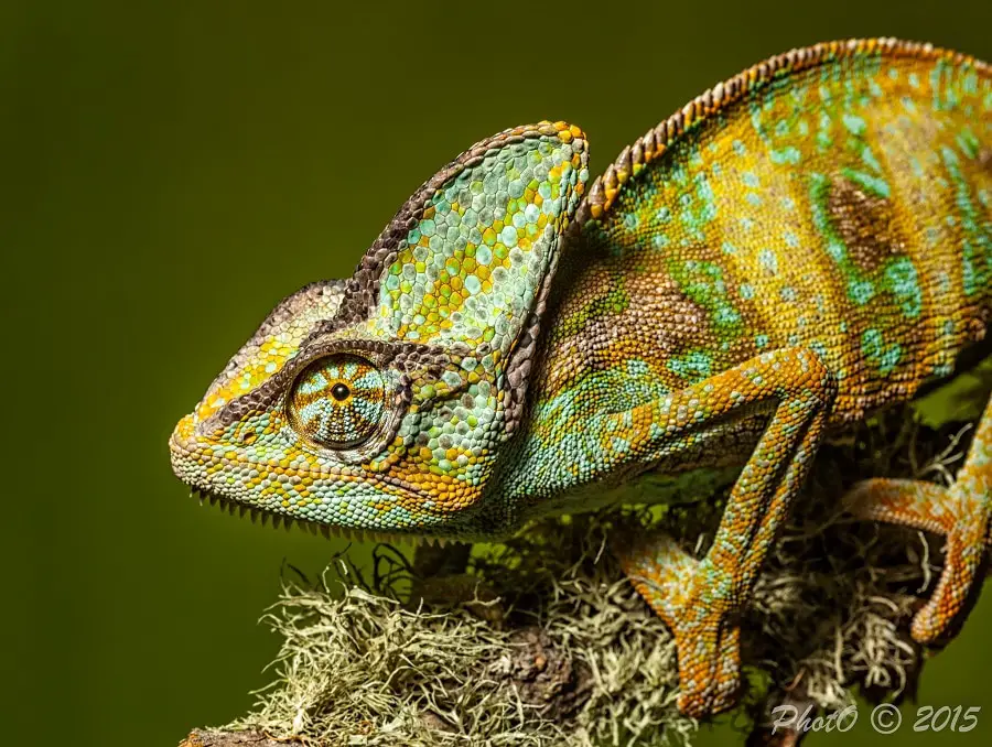 Chameleon