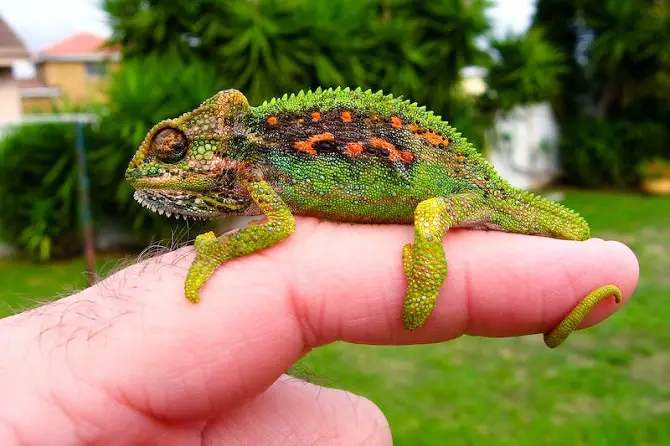 Chameleon