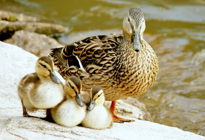 Ducklings