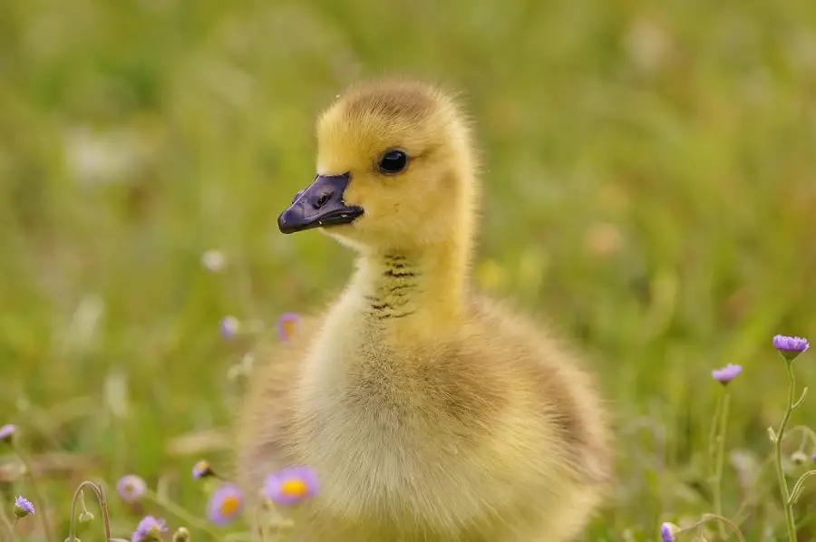 Ducklings