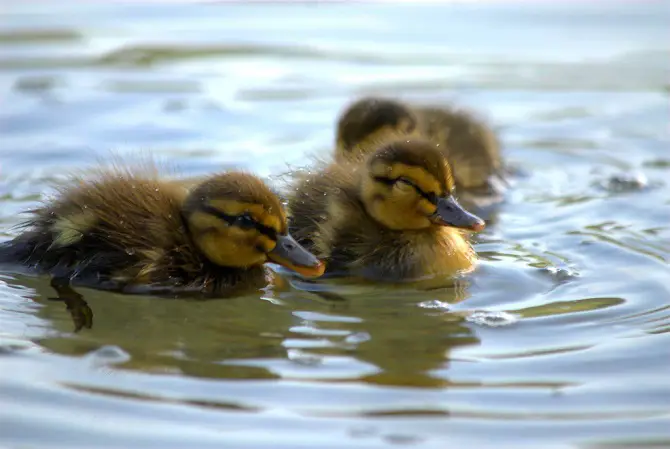 Ducklings