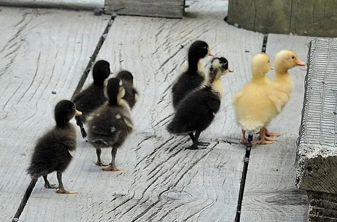 Ducklings