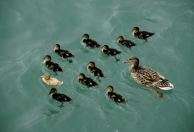 Ducklings