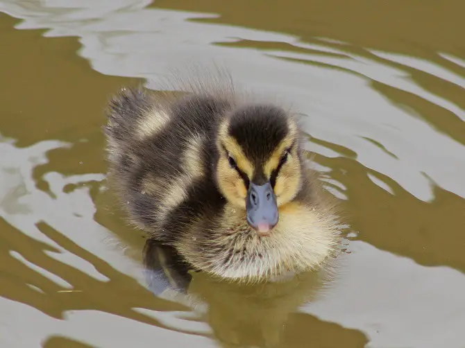 Ducklings