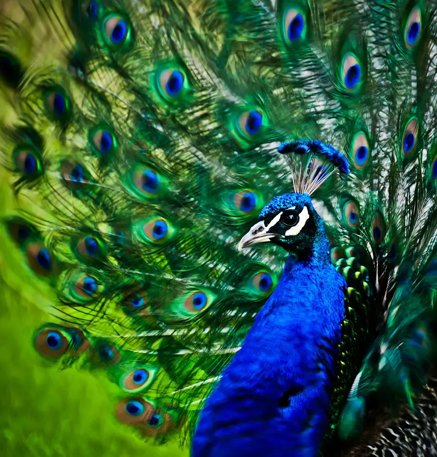 Peacocks