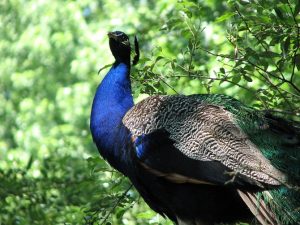 The Mesmerizing Beauty Of Peacocks