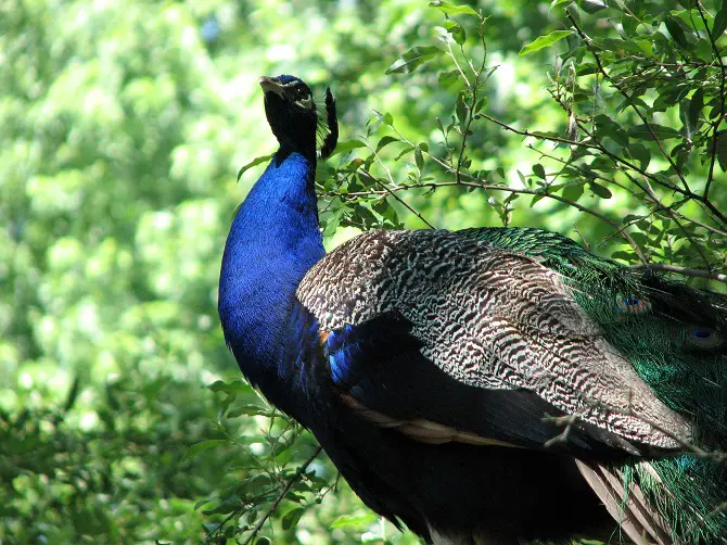 Peacocks