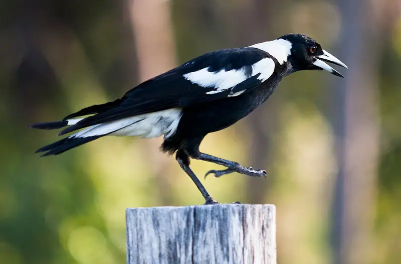 australian-magpie