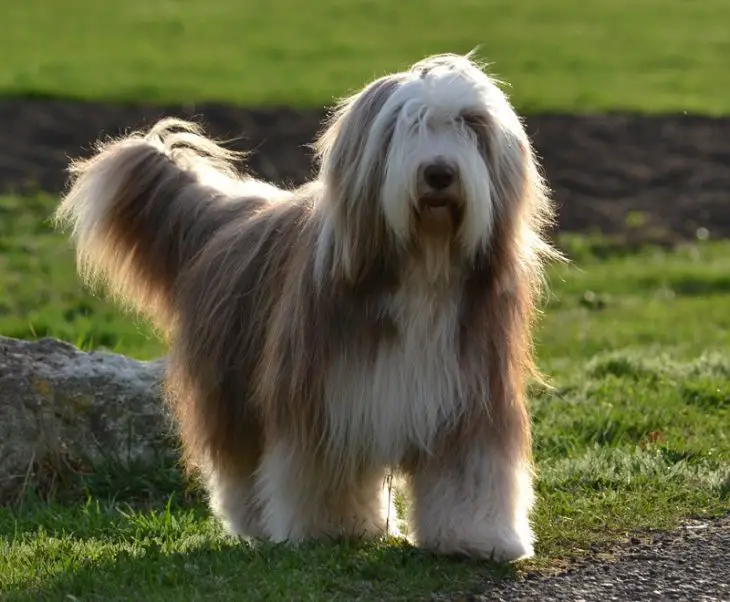 Top 10 Fluffiest Dogs In The World