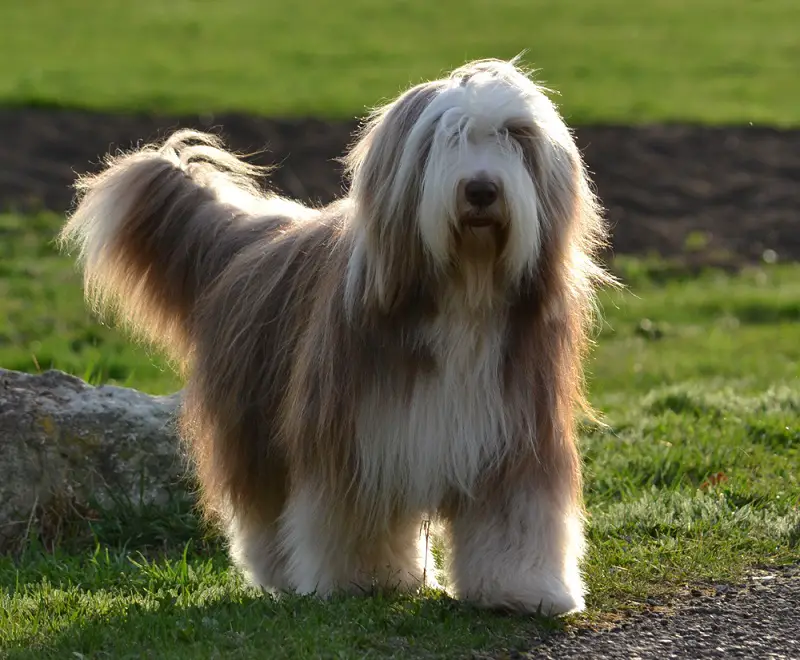 bearded-collie