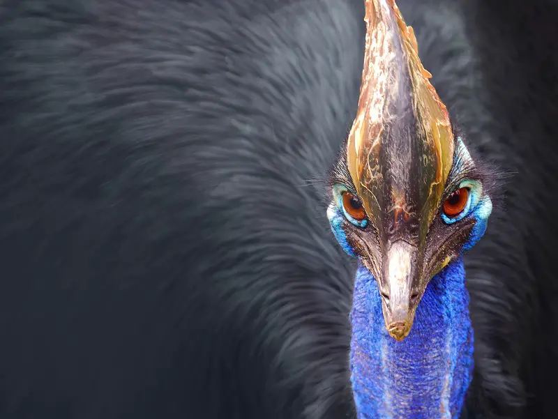 cassowary