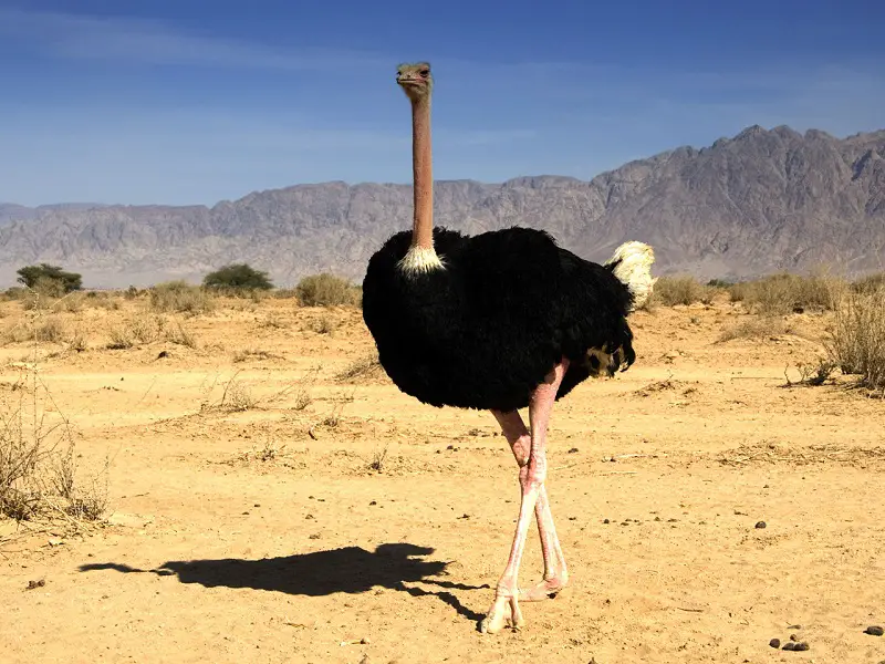 ostricha-sa
