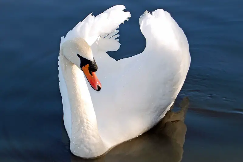 swan