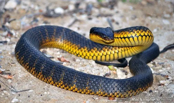 Top 10 Most Dangerous Snakes Around The World