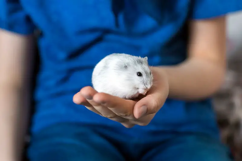 Djungarian hamster in hand