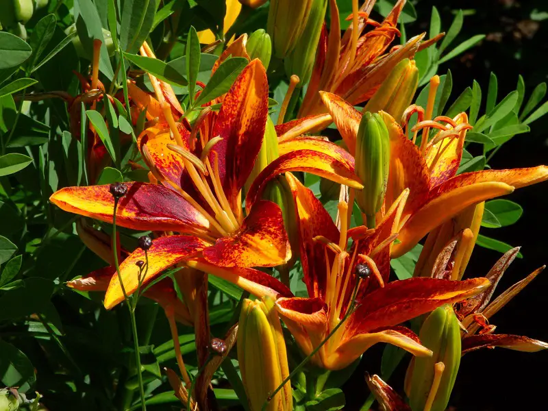 Fire Lilies