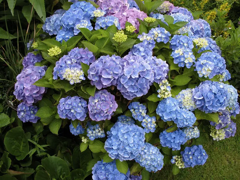 Hydrangea