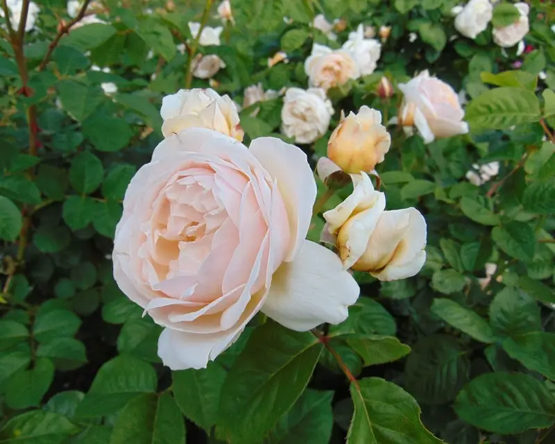 Rose gardens at Old Parliament House, Canberra Sweet Juliet