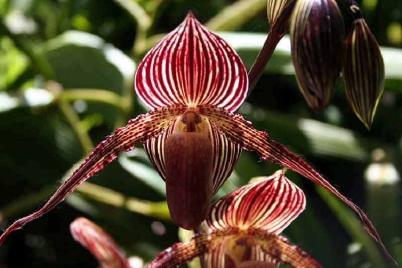 Kinabulu Gold Orchid
