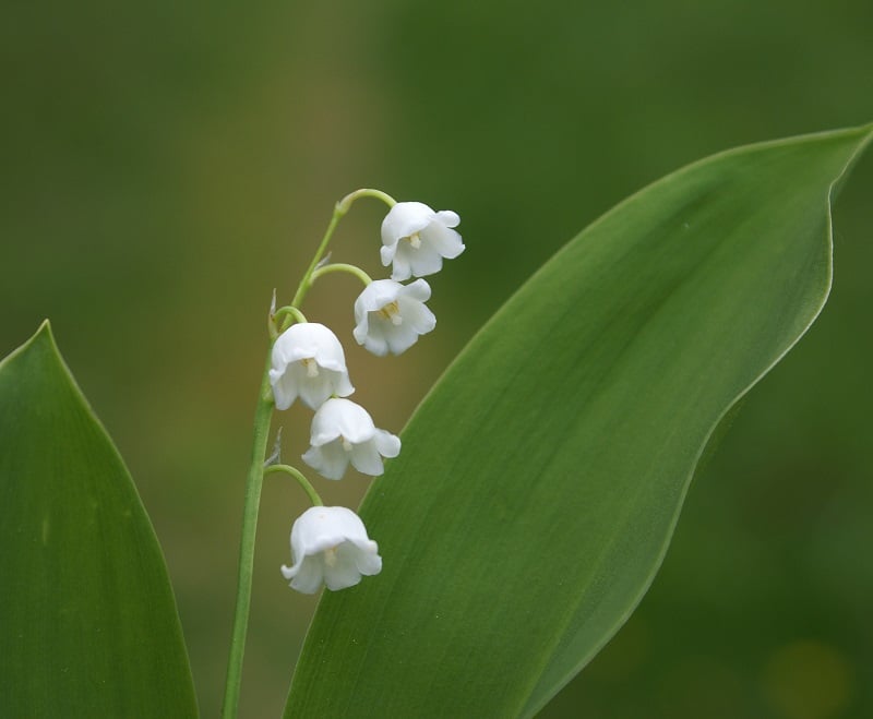 Lily of the Valley