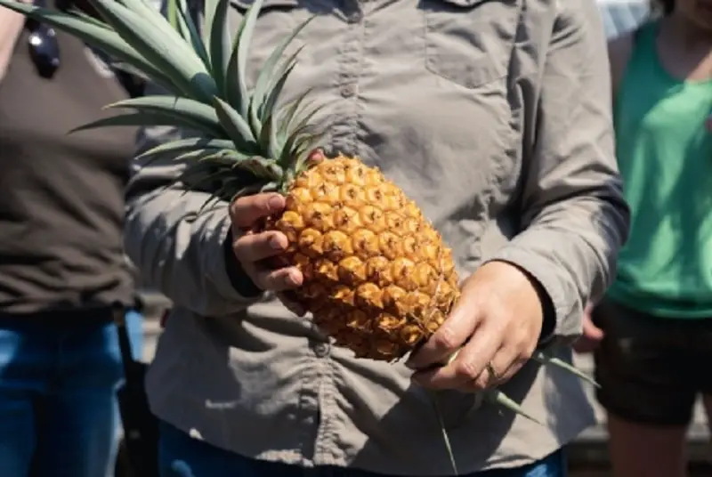 Pineapple from Lost Gardens of Heligan in London