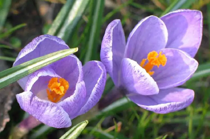 Saffron flower