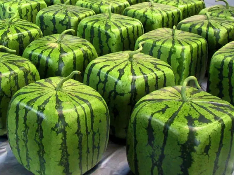 Square Watermelon