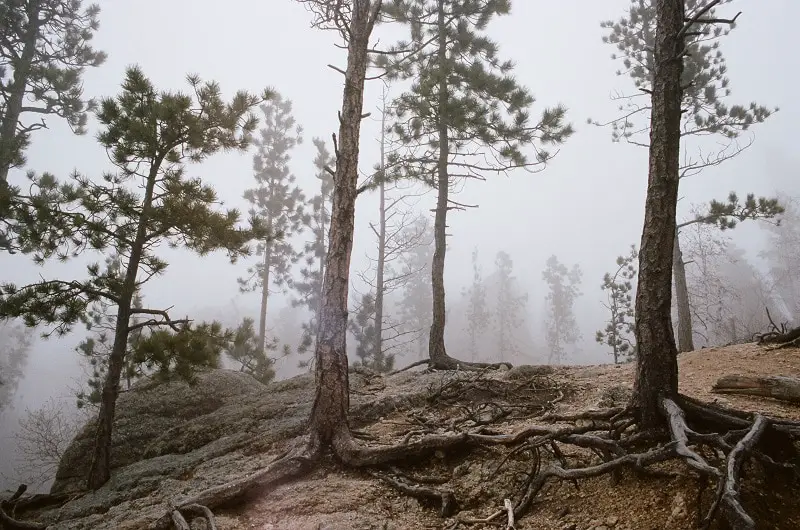 a-foggy-day-in-the-black-hills-of-south-dakota-sho