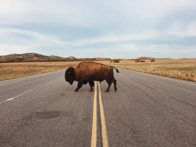 Bison Crossing