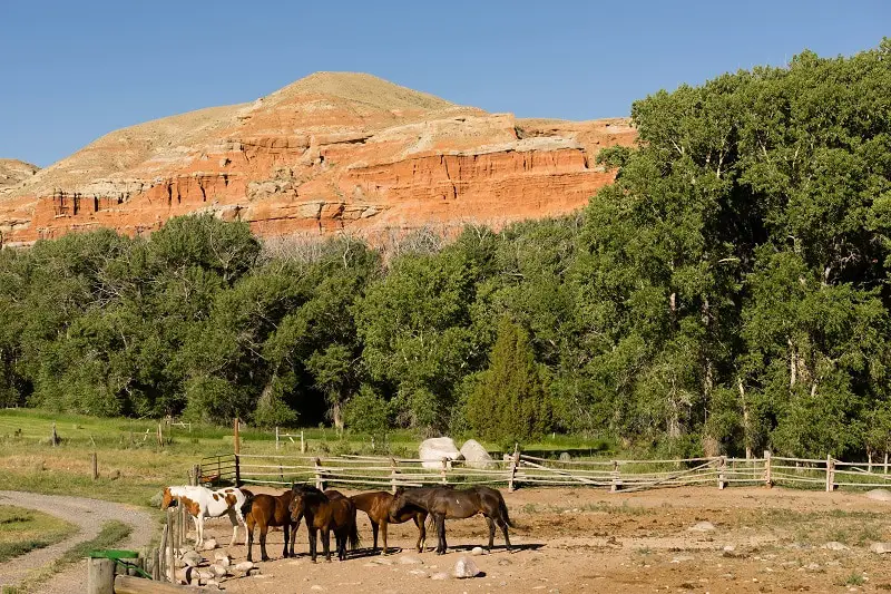 Corralled Horses Wyoming Badlands Ranch Livestock Animals