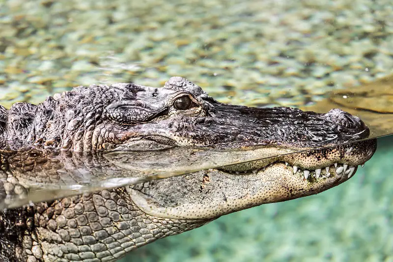 Crocodile lying at the zoo