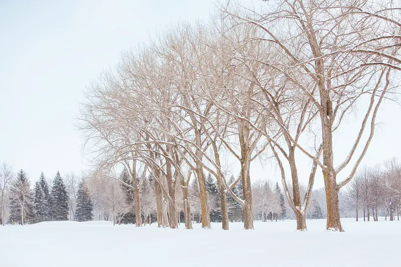 Island Park in Fargo USA