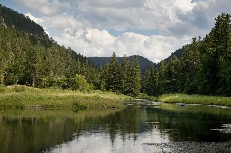 Trout stream in the Black Hills of South Dakota