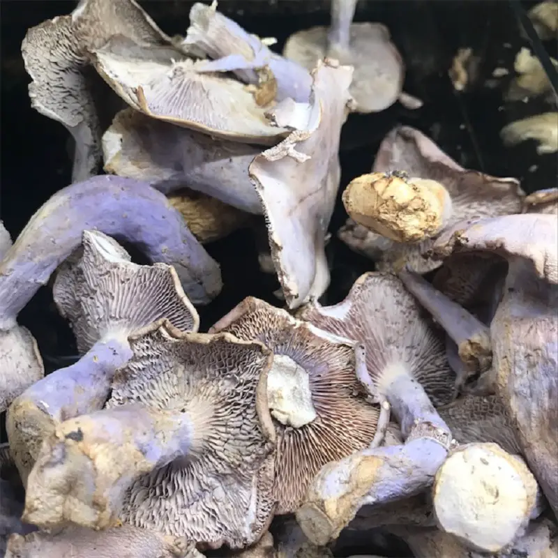 Blue Foot Mushroom - Lepista Nuda