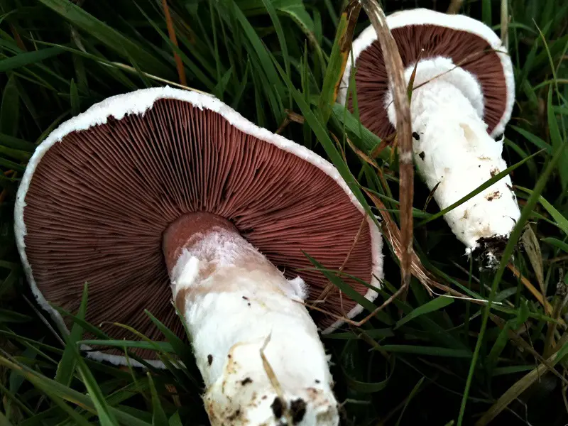 Field Mushroom