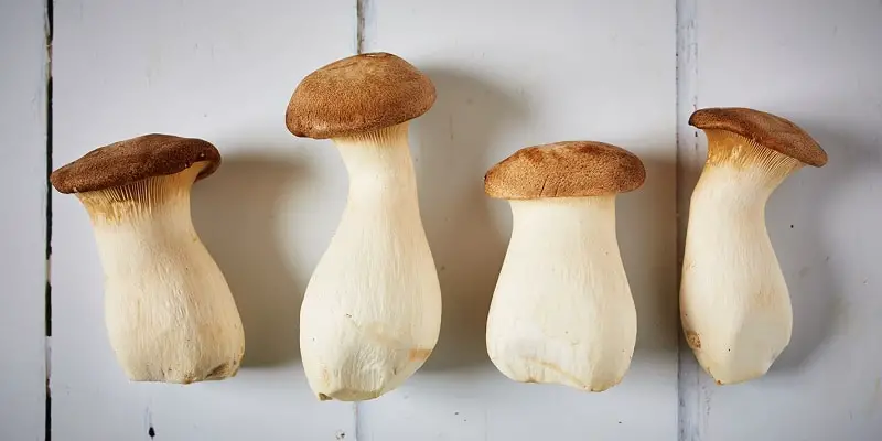 King Trumpet Mushroom