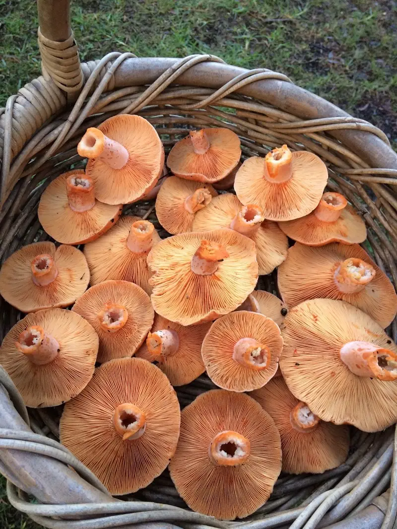 Saffron Milk Cap