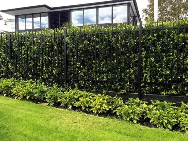 metal-with-hedge-backyard-privacy-fence-design